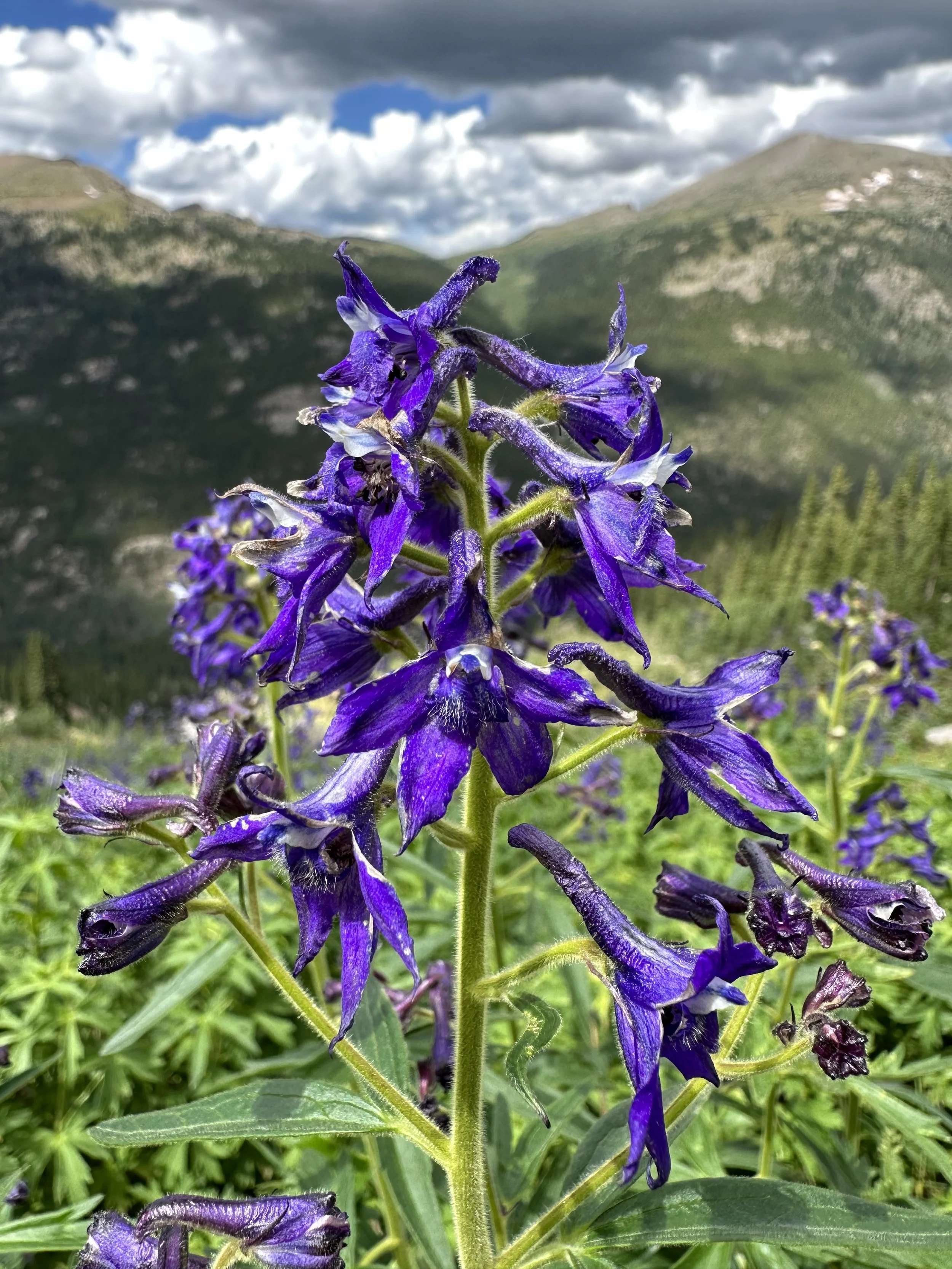 Terrestrial dolphins — Independence Pass Foundation